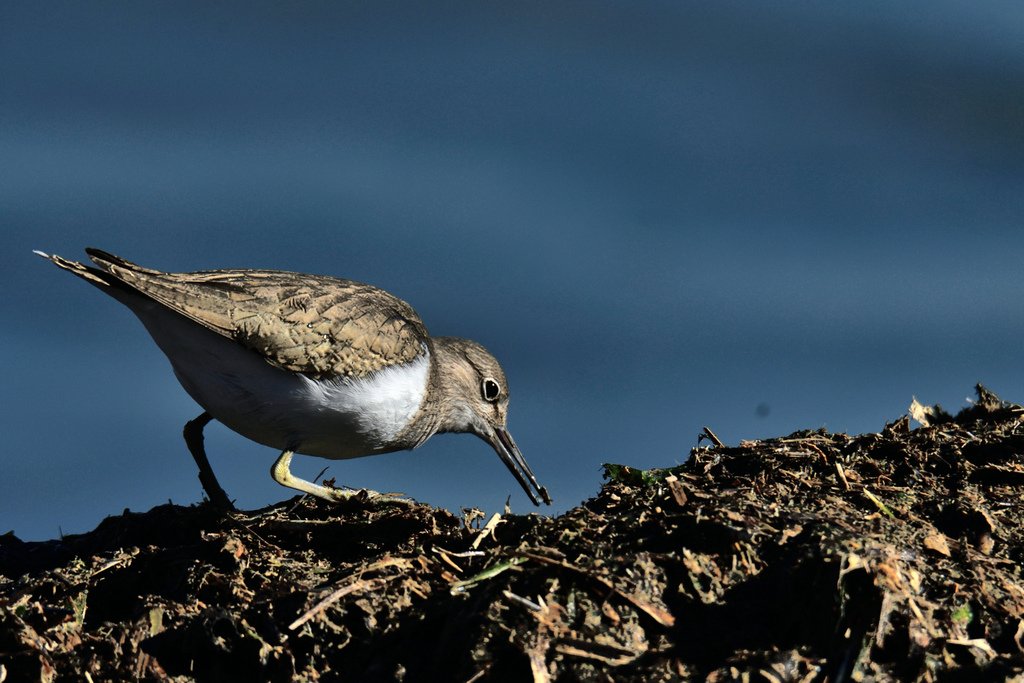 Pescatori di perle: Ballerina gialla e Piro piro piccolo